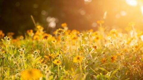 prairie